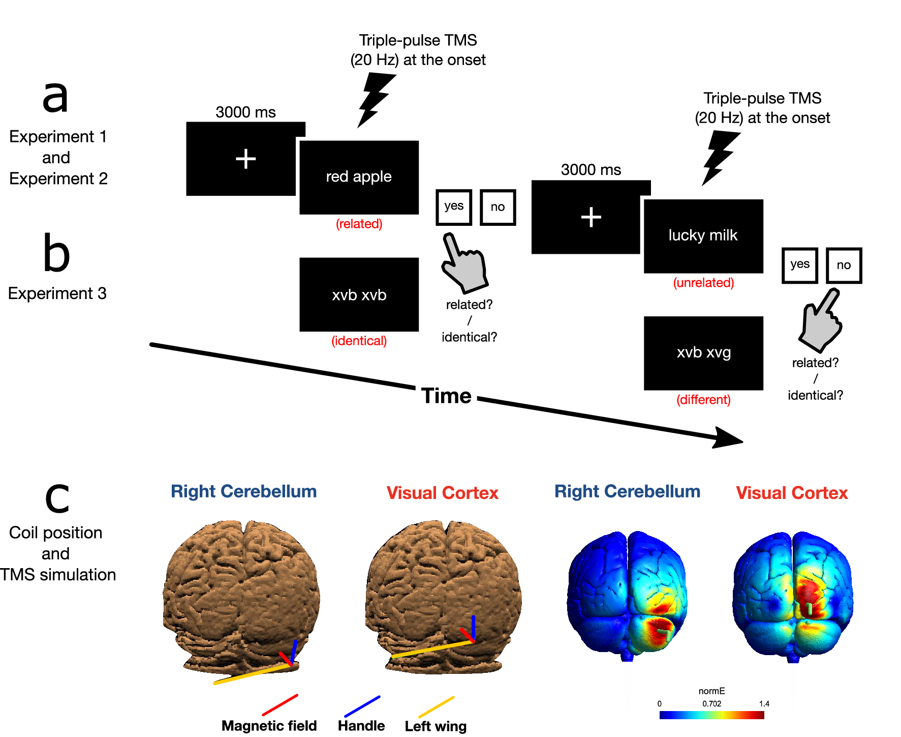 A Causal Role For The Cerebellum In Semantic Integration A Transcranial Magnetic Stimulation Study Scientific Reports