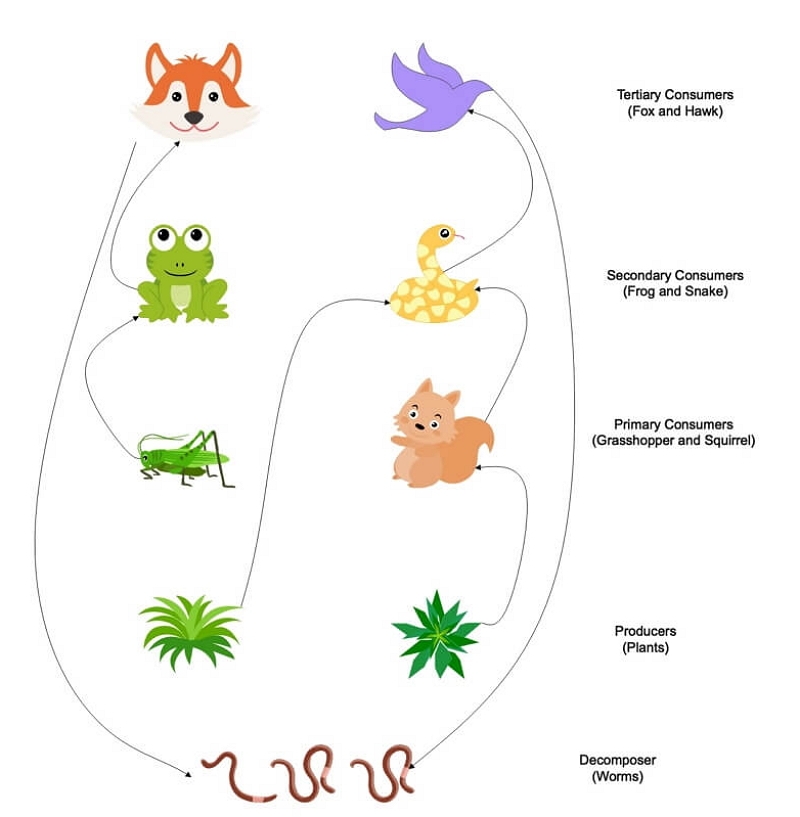 A Guide To Understand Food Web With Diagram EdrawMax Online