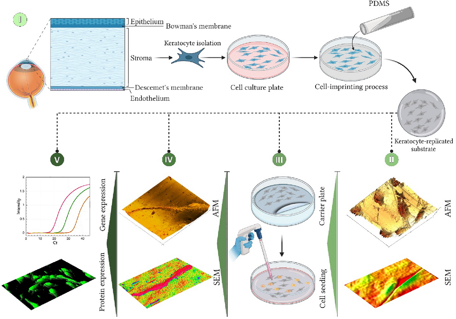 An Inspired Microenvironment Of Cell Replicas To Induce Stem Cells 