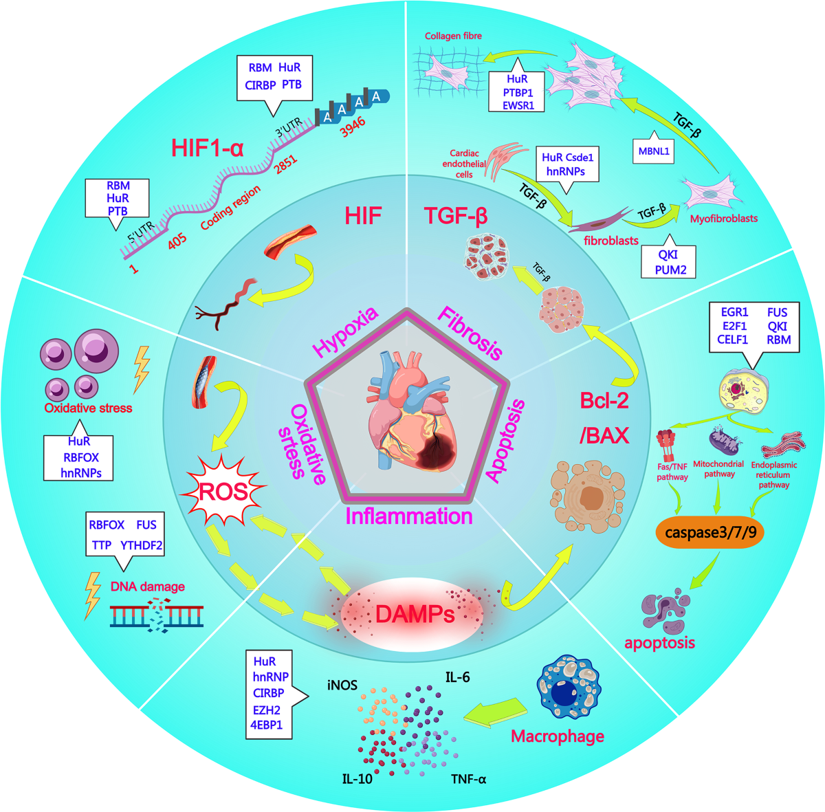 Biological Function Of RNA binding Proteins In Myocardial 