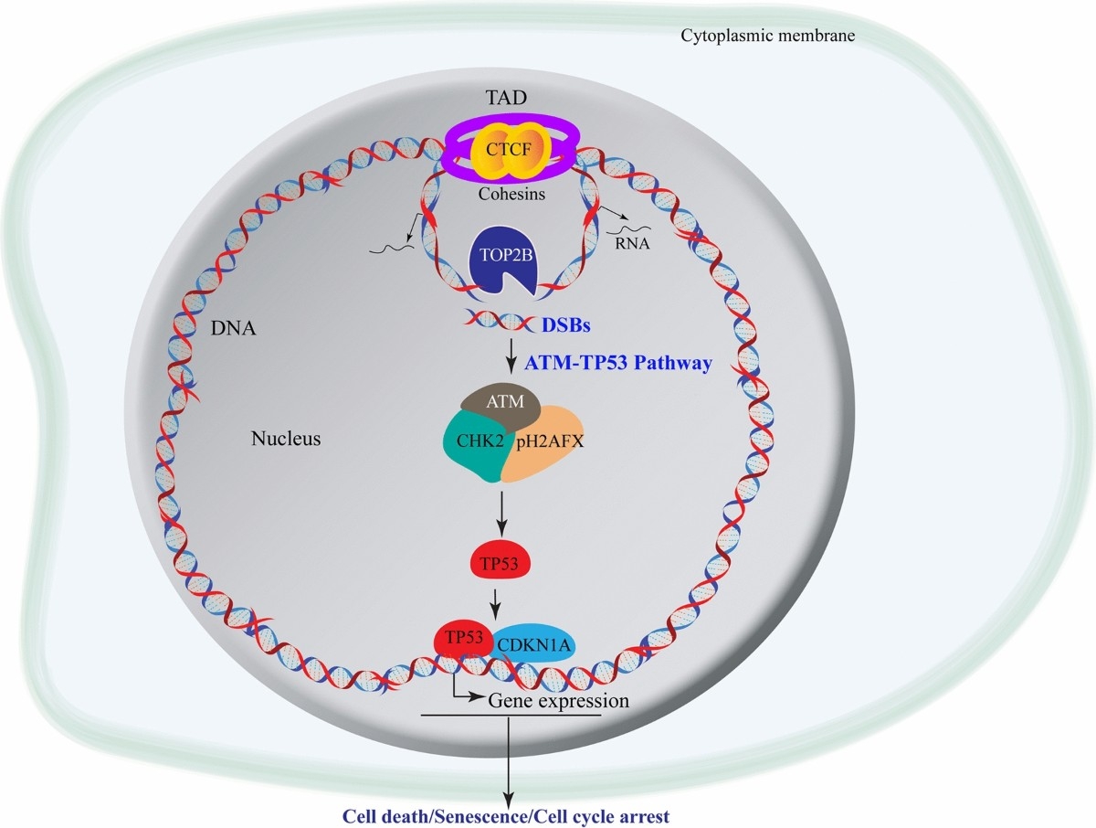 Causes And Consequences Of DNA Double stranded Breaks In 