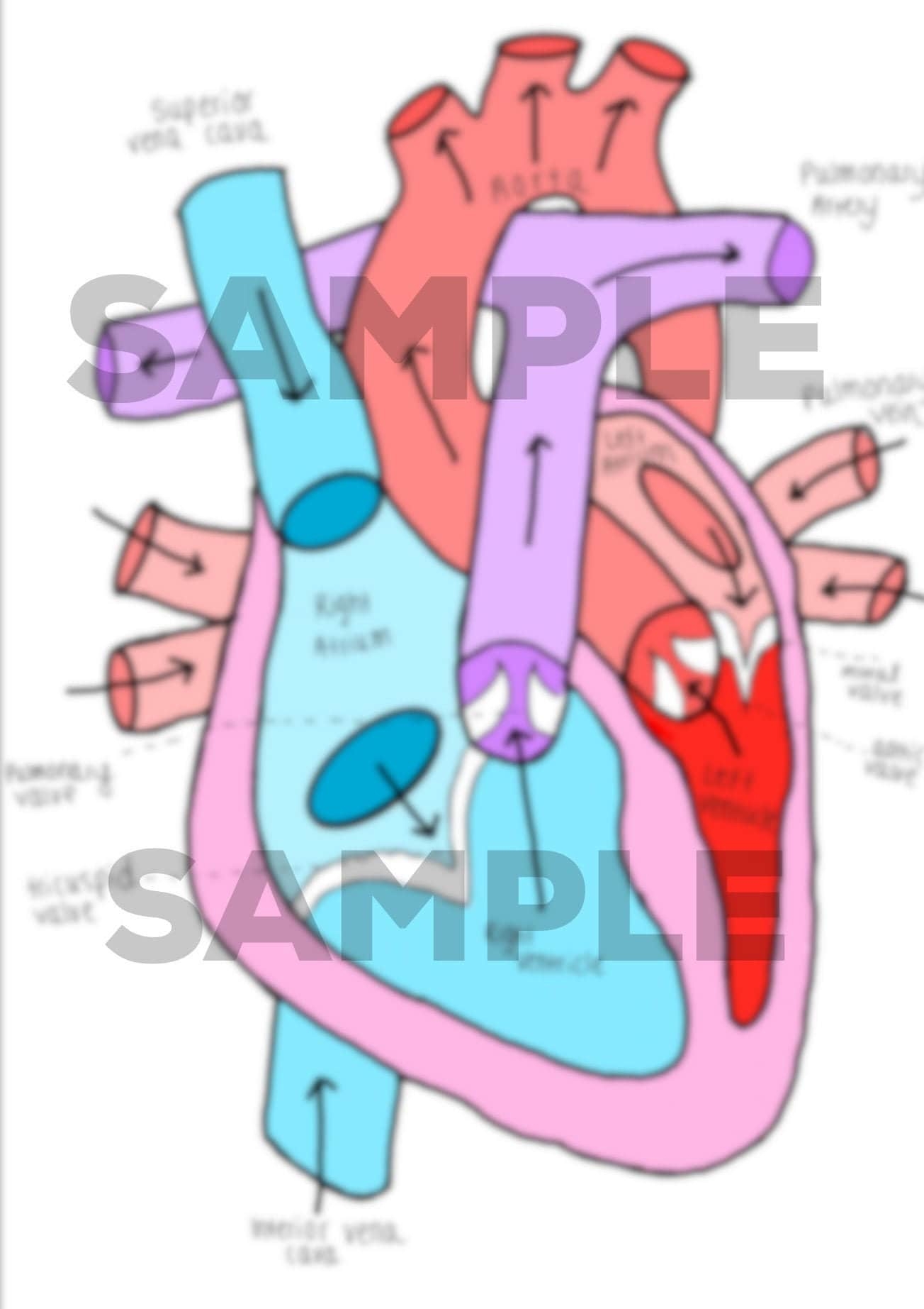 Circulation Of Heart Template U0026 Labeled Diagram Etsy