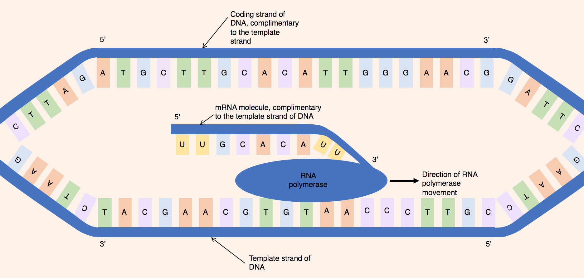 Coding Strand Wikipedia