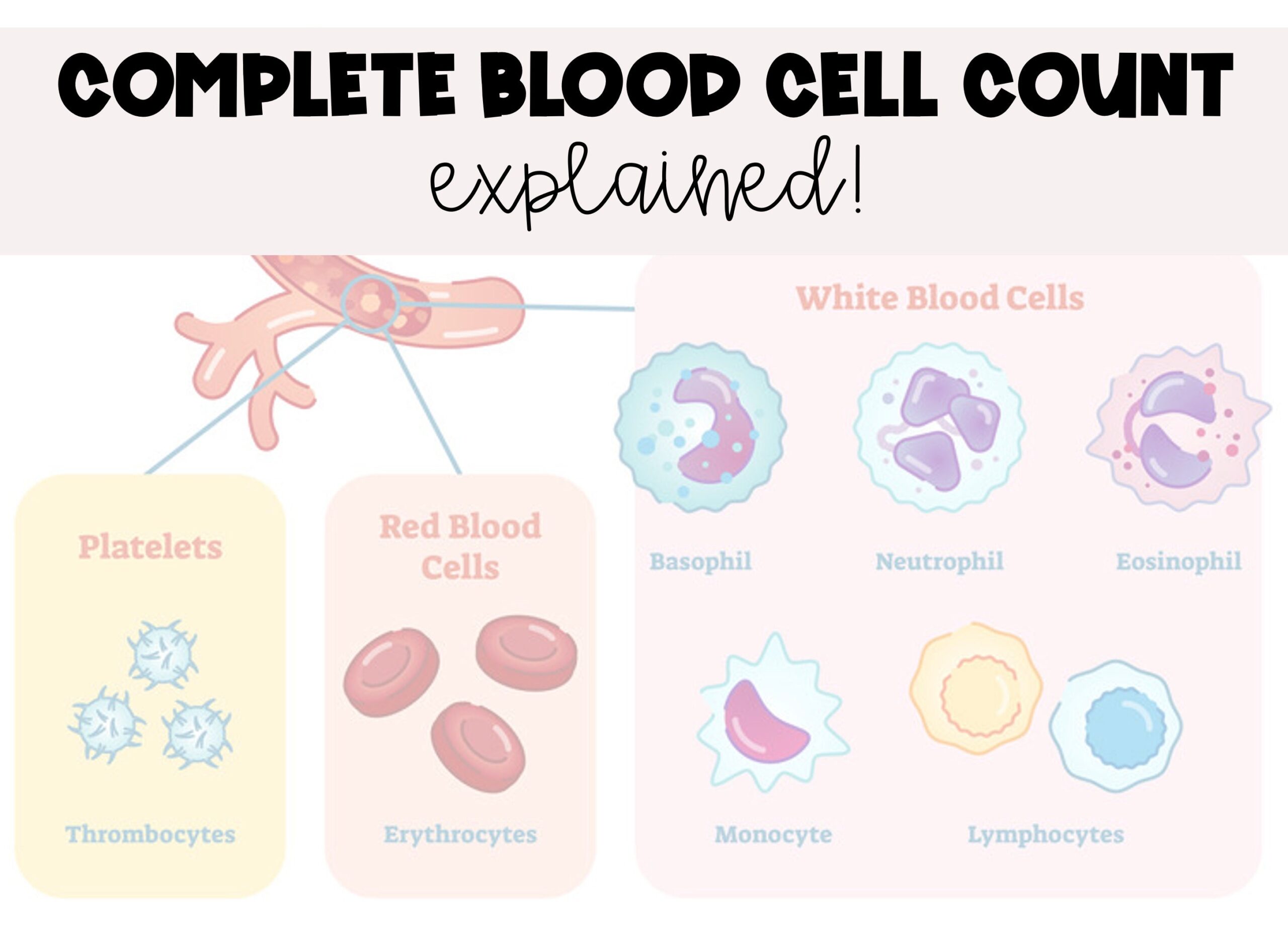 Complete Blood Cell CBC Count With Differential Explanation Study Guide nursing Students Etsy Ireland Complete Blood Cell CBC Count With Differential Explanation Study Guide nursing Students Etsy Ireland