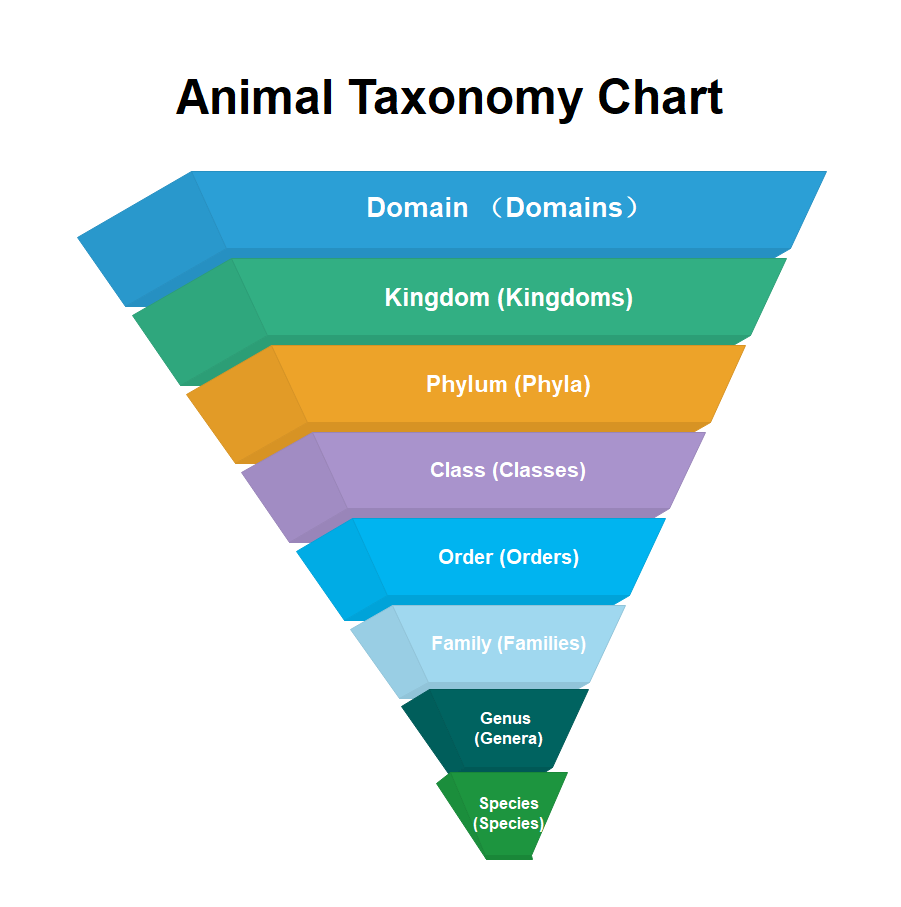 Conceptual Framework Complete Guide EdrawMax