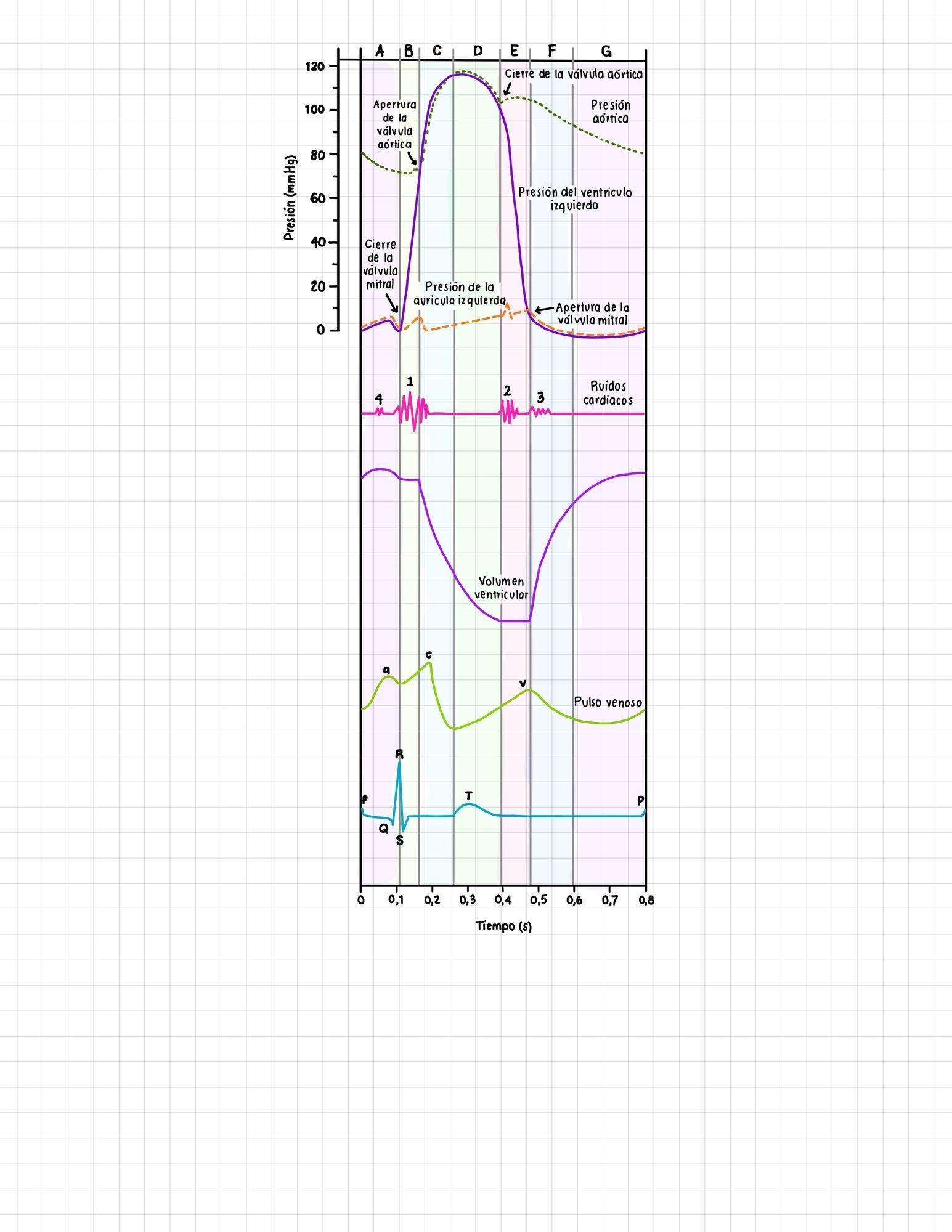 Diagrama De Wiggers Genially