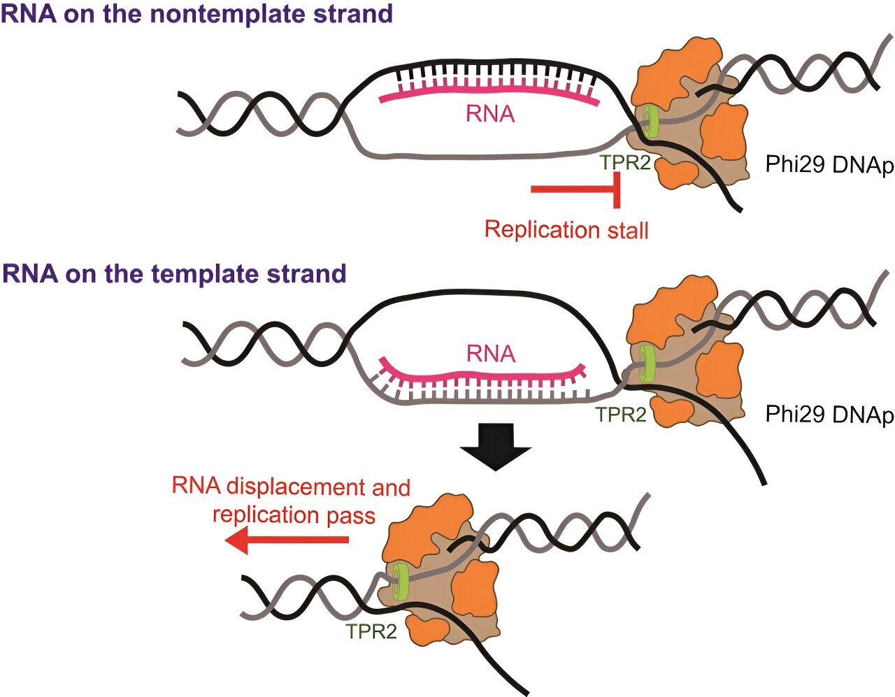 DNA Curtain Technology Provides Real time Visualization Of Replication For New Scientific Insights