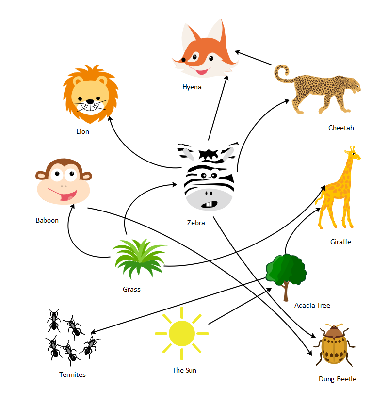Food Web Graphic Organizer EdrawMax Templates