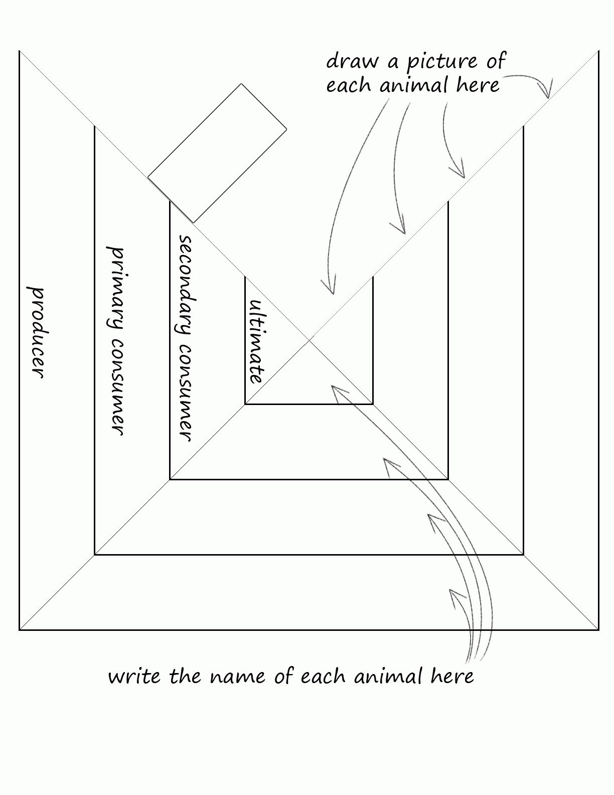 Food Web Diagram Template
