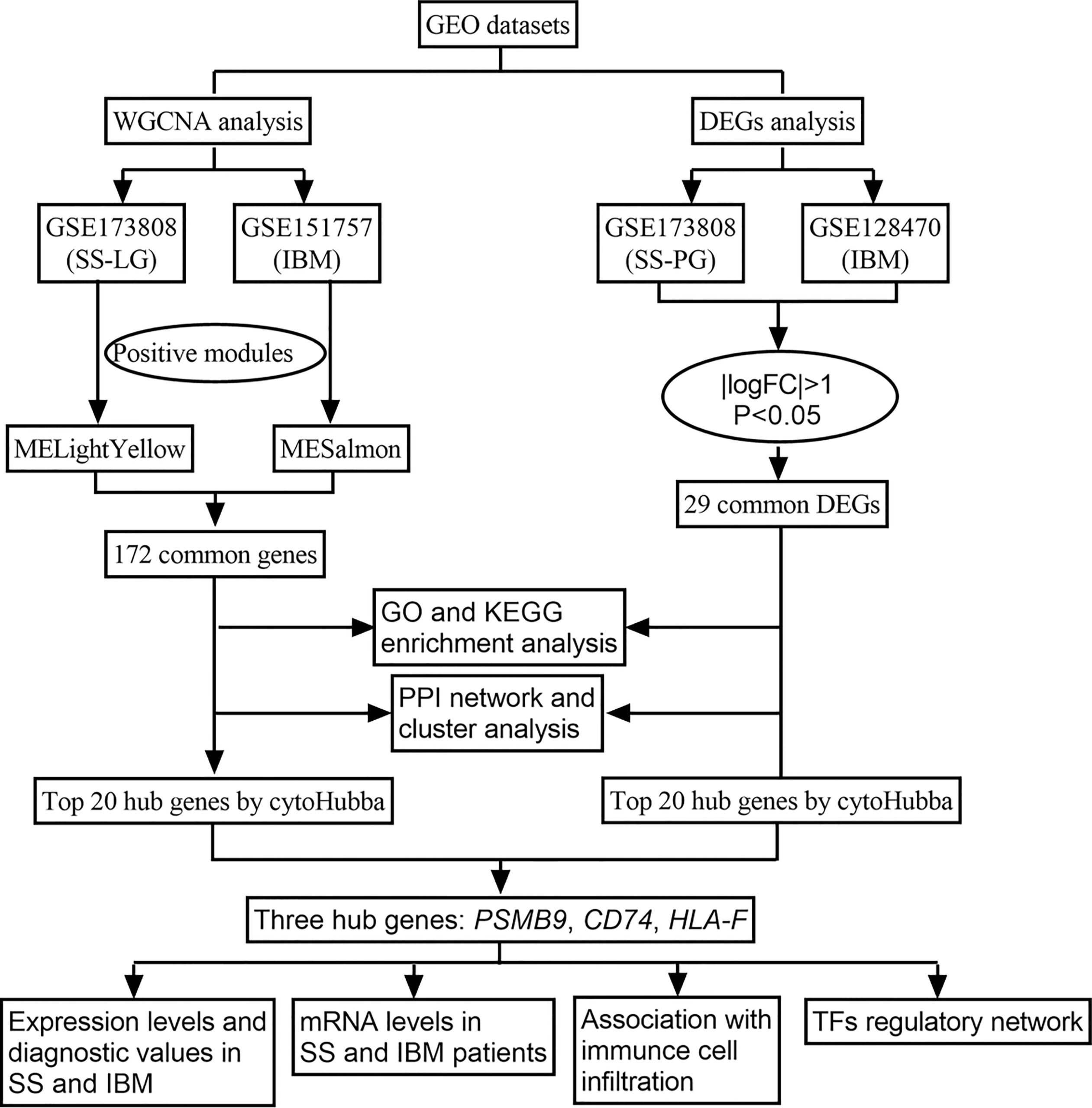 Frontiers Potential Common Molecular Mechanisms Between Sj gren Syndrome And Inclusion Body Myositis A Bioinformatic Analysis And In Vivo Validation