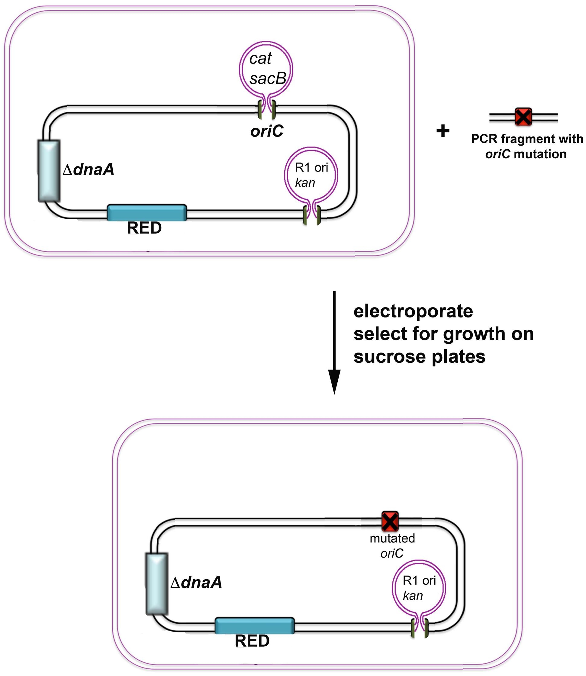 Duncker Diagram Template
