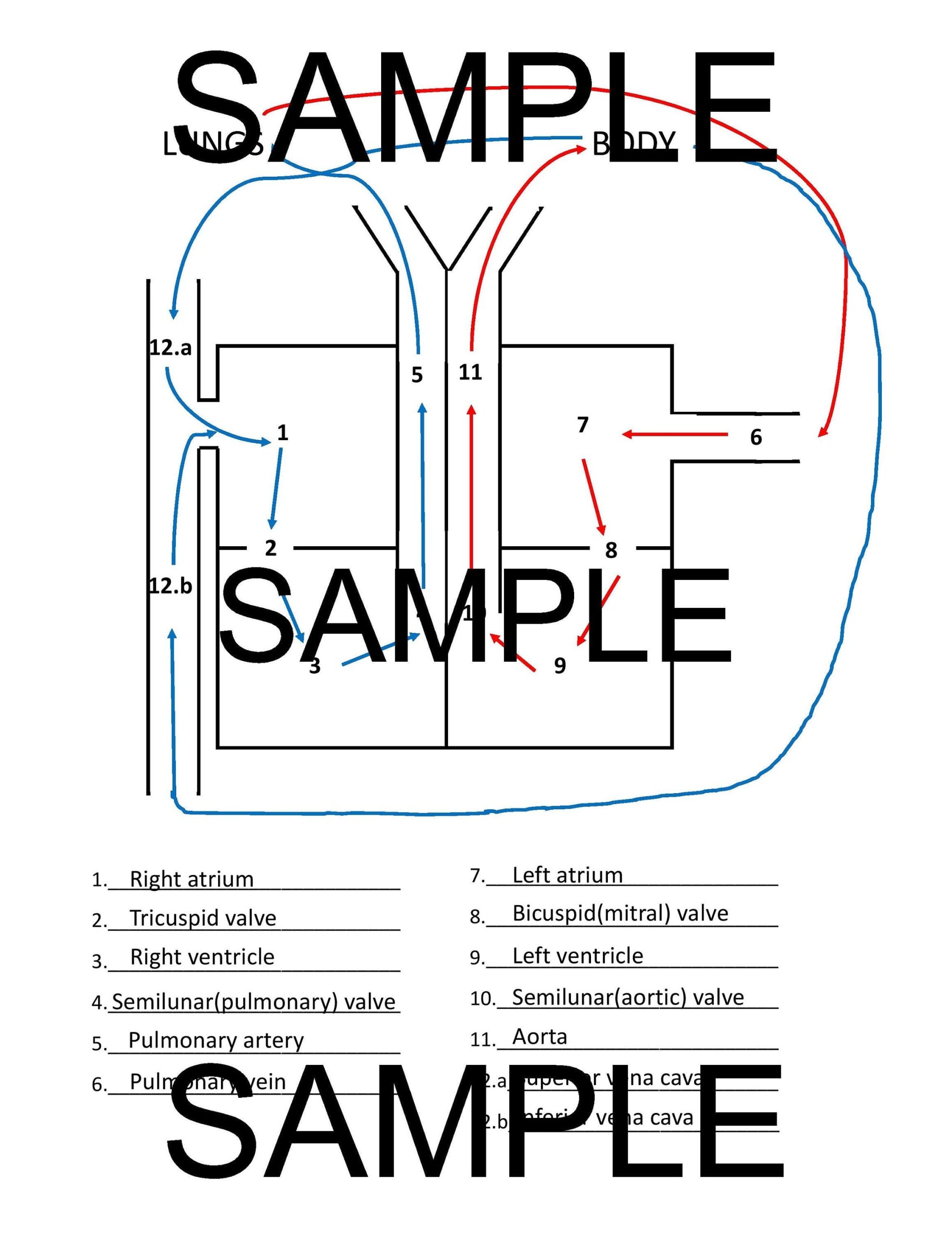 Heart Anatomy Study Diagram Template With Blank AND Filled In Versions Simplified Box Diagram PDF Nursing Pharmacy Premed Biology Etsy