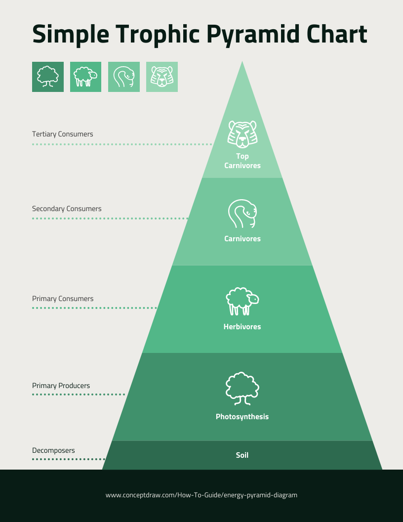 How To Create A Stunning Pyramid Chart In 5 Steps Venngage