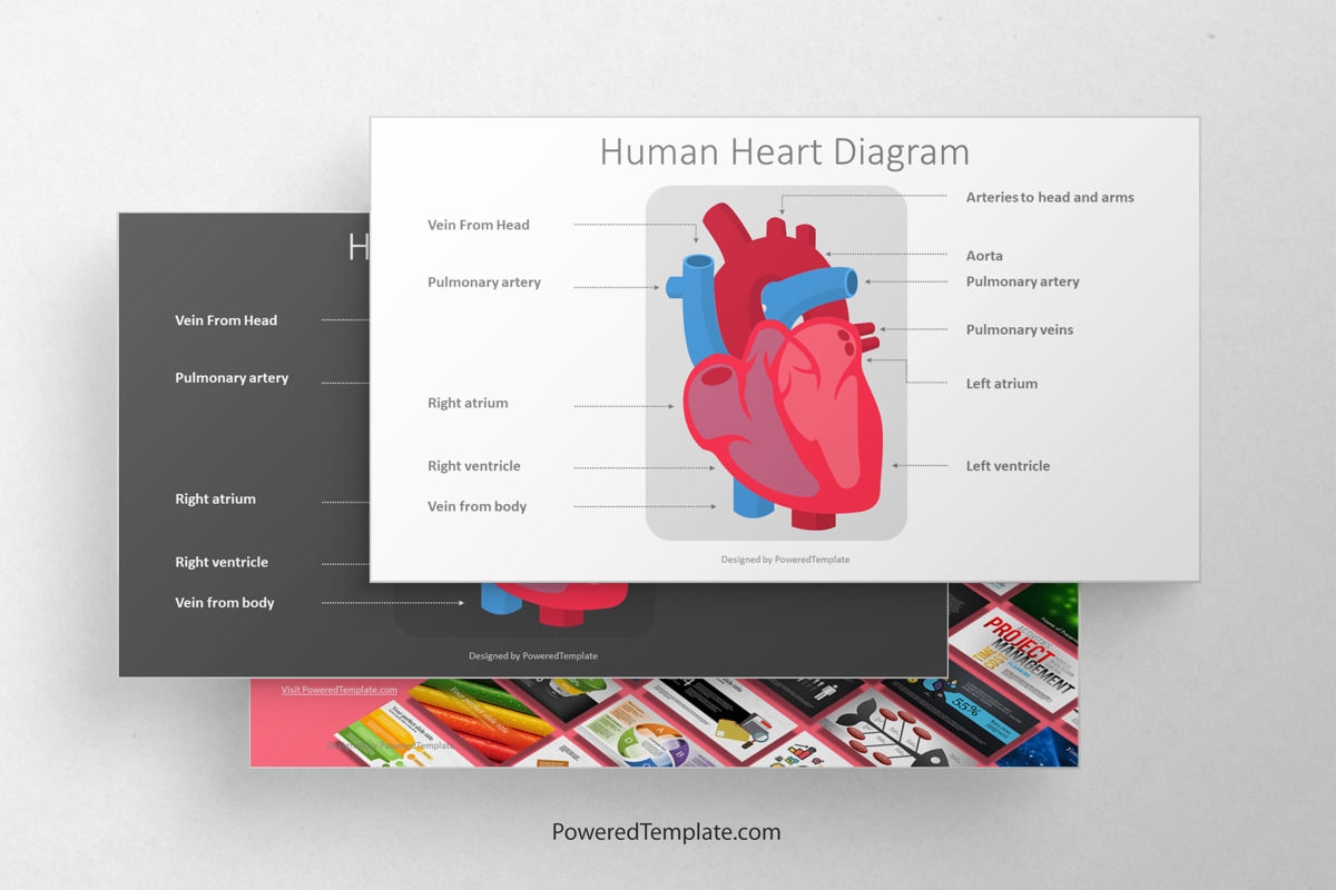 Human Heart Diagram Free Presentation Template For Google Slides And PowerPoint 09562