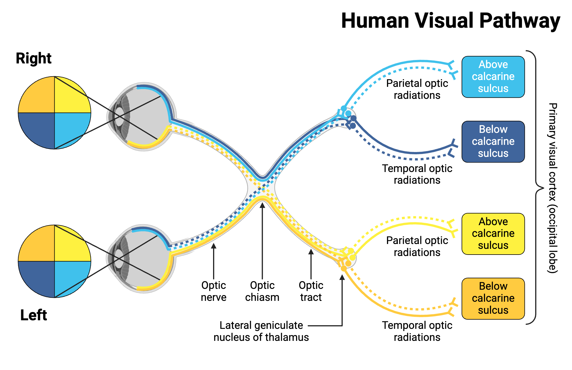 Human Visual Pathway BioRender Science Templates