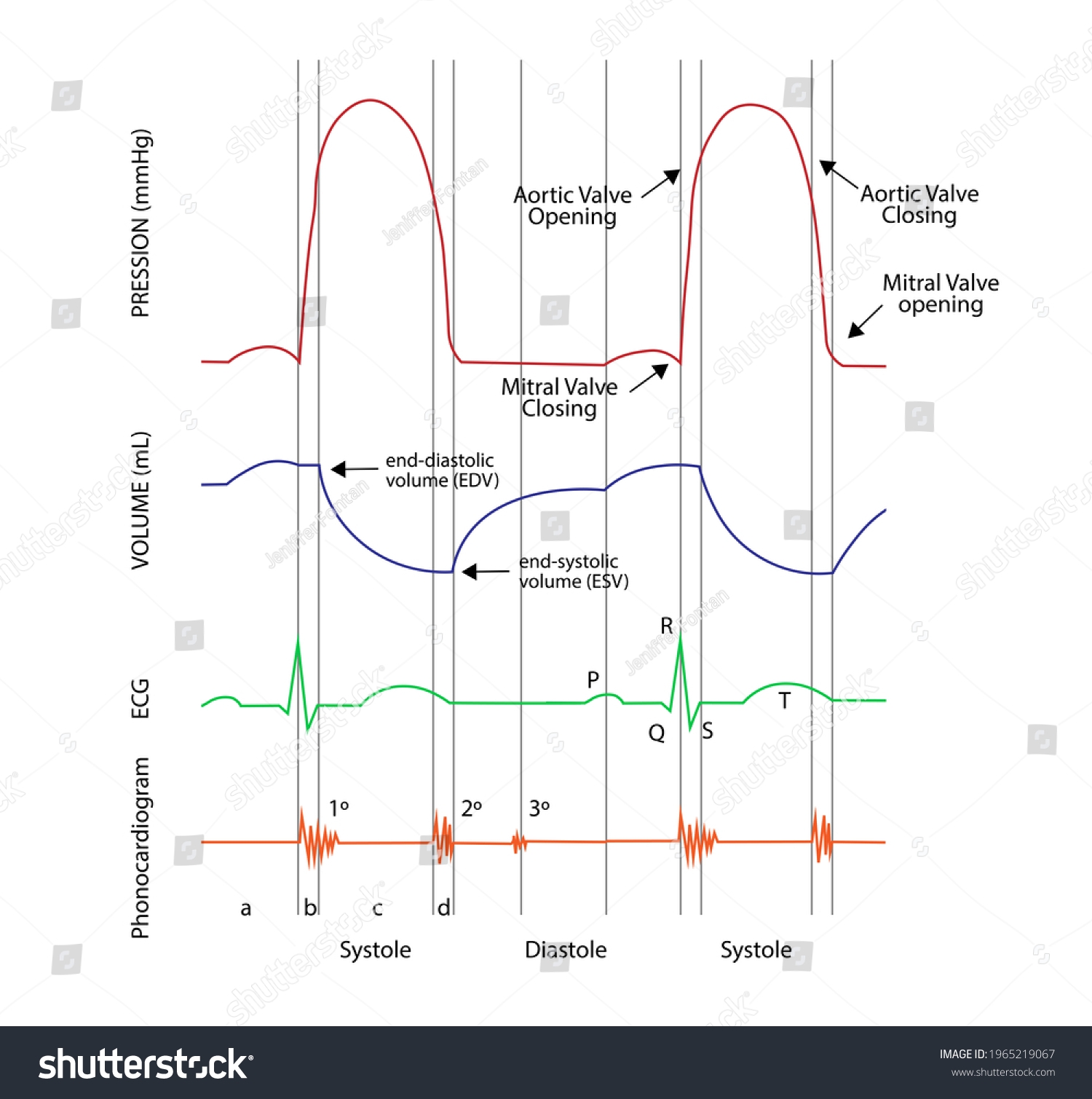 Left Ventricular Pressure volume Pv Loops Electrocardiogram Stock 