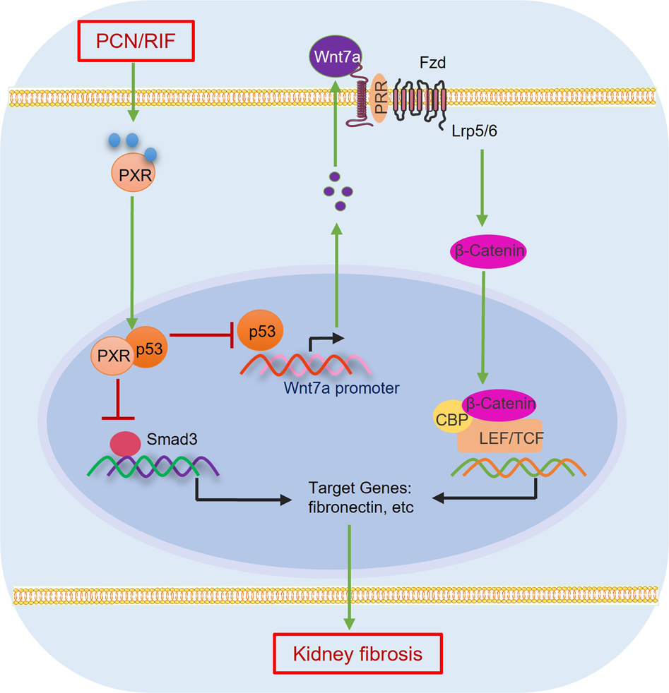 Pregnane X Receptor Activation Alleviates Renal Fibrosis In Mice 