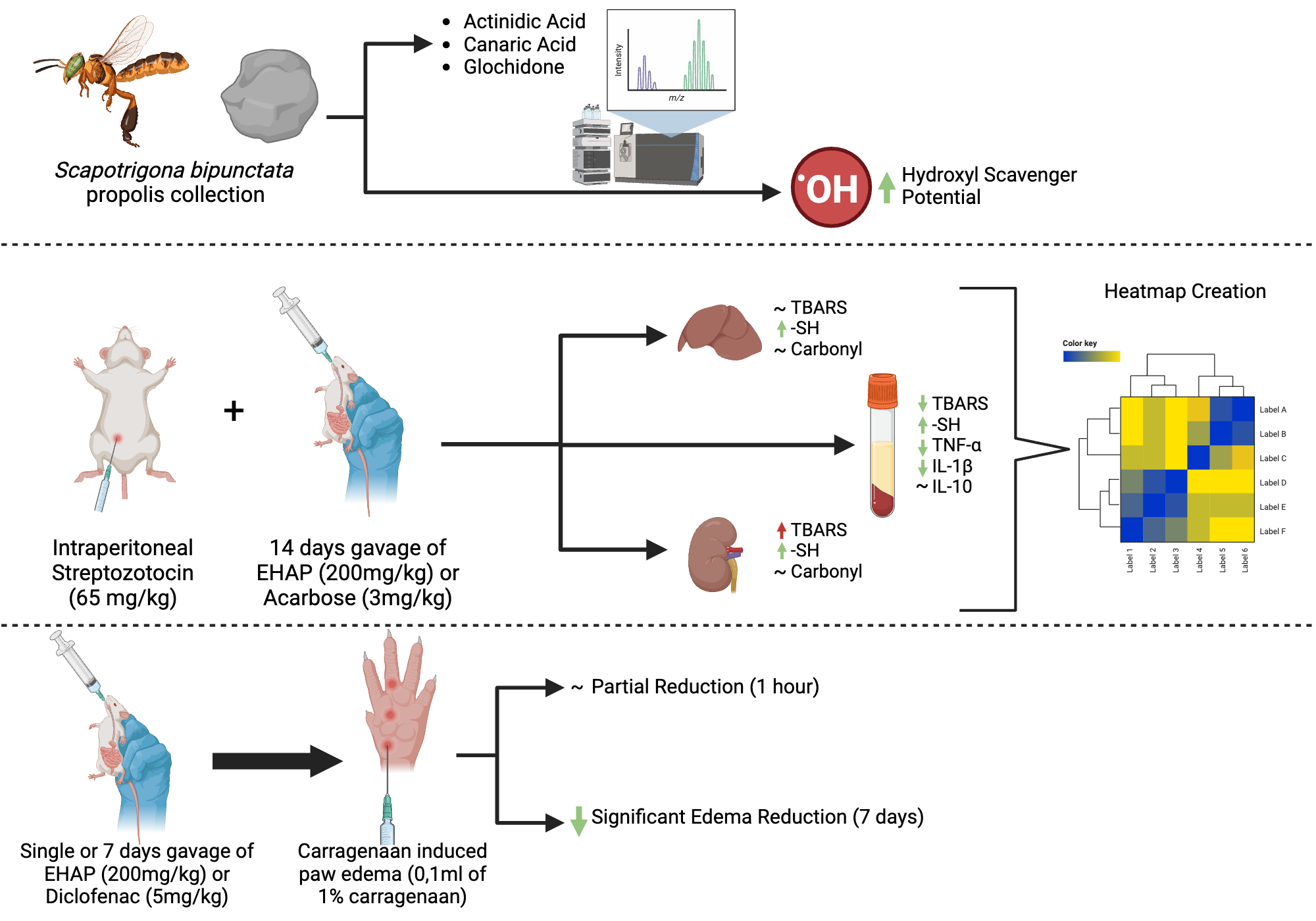 Propolis Characterization And In Vivo Experimental Design BioRender Science Templates