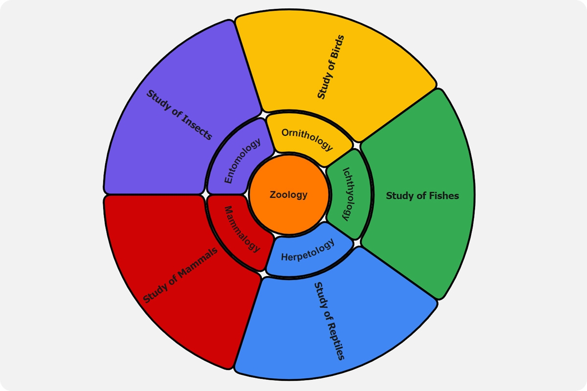 Radial Map Template U0026 Examples EdrawMind