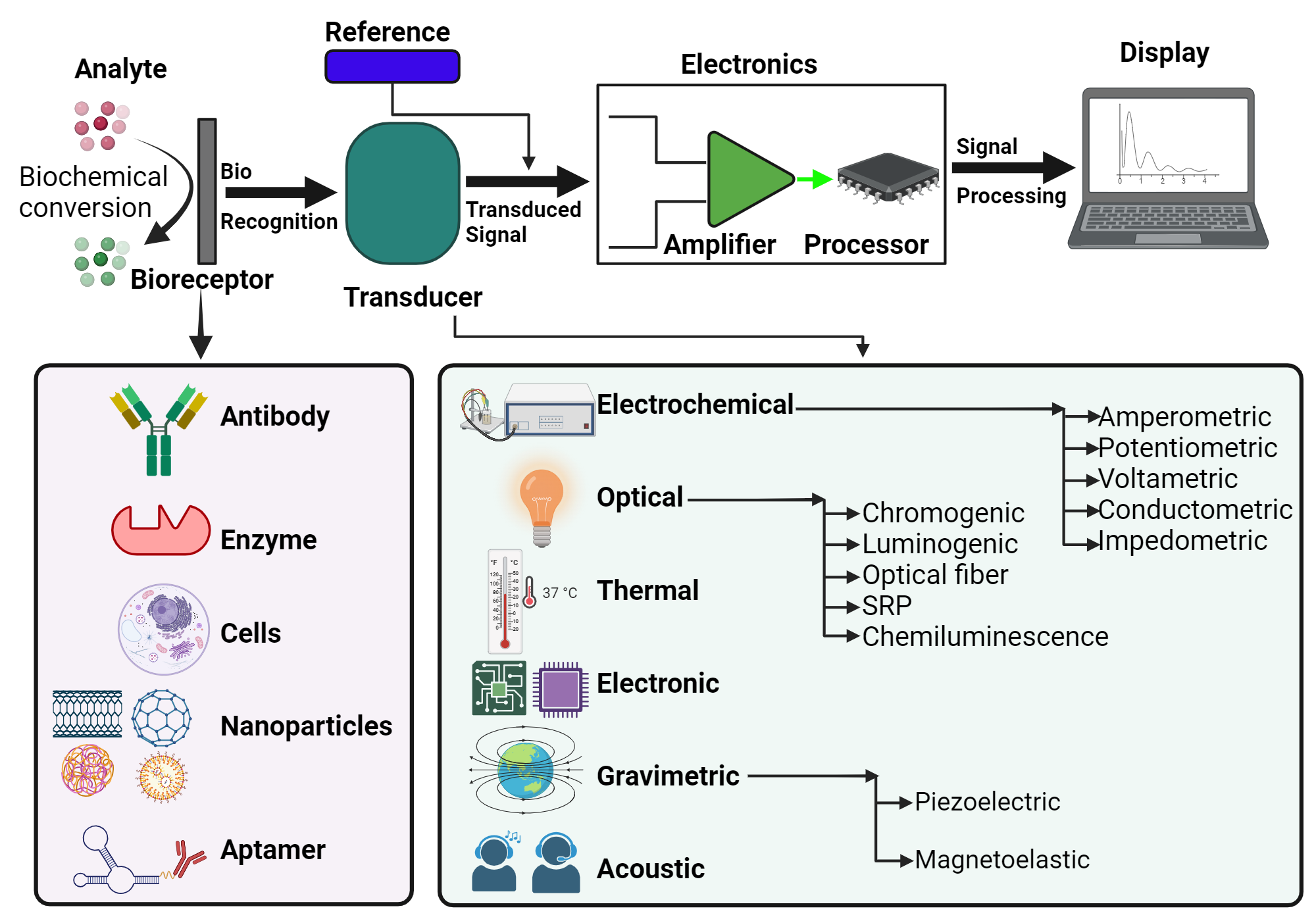 Schematic Diagram Of Typical Biosensor Consisting Of Bioreceptor Transducer Electronic System BioRender Science Templates