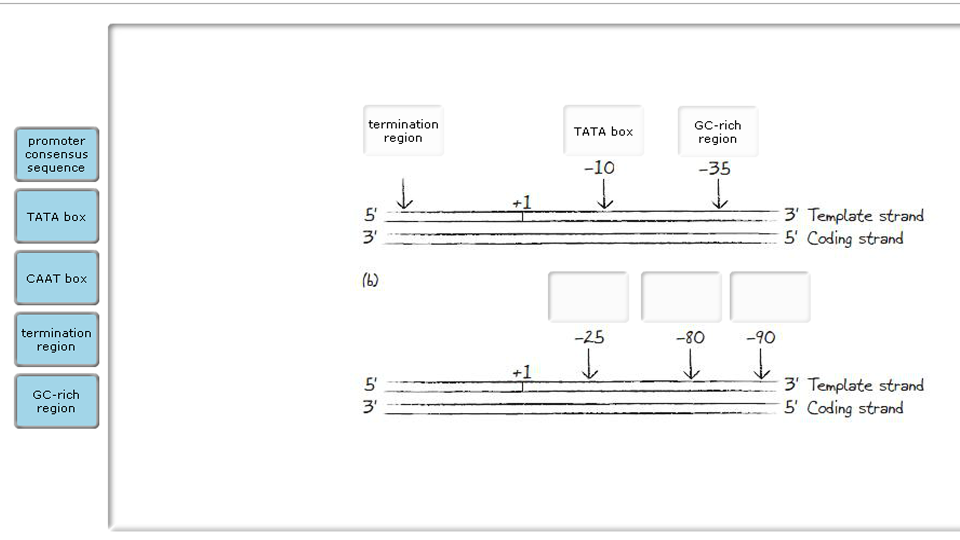 Template Strand Diagram