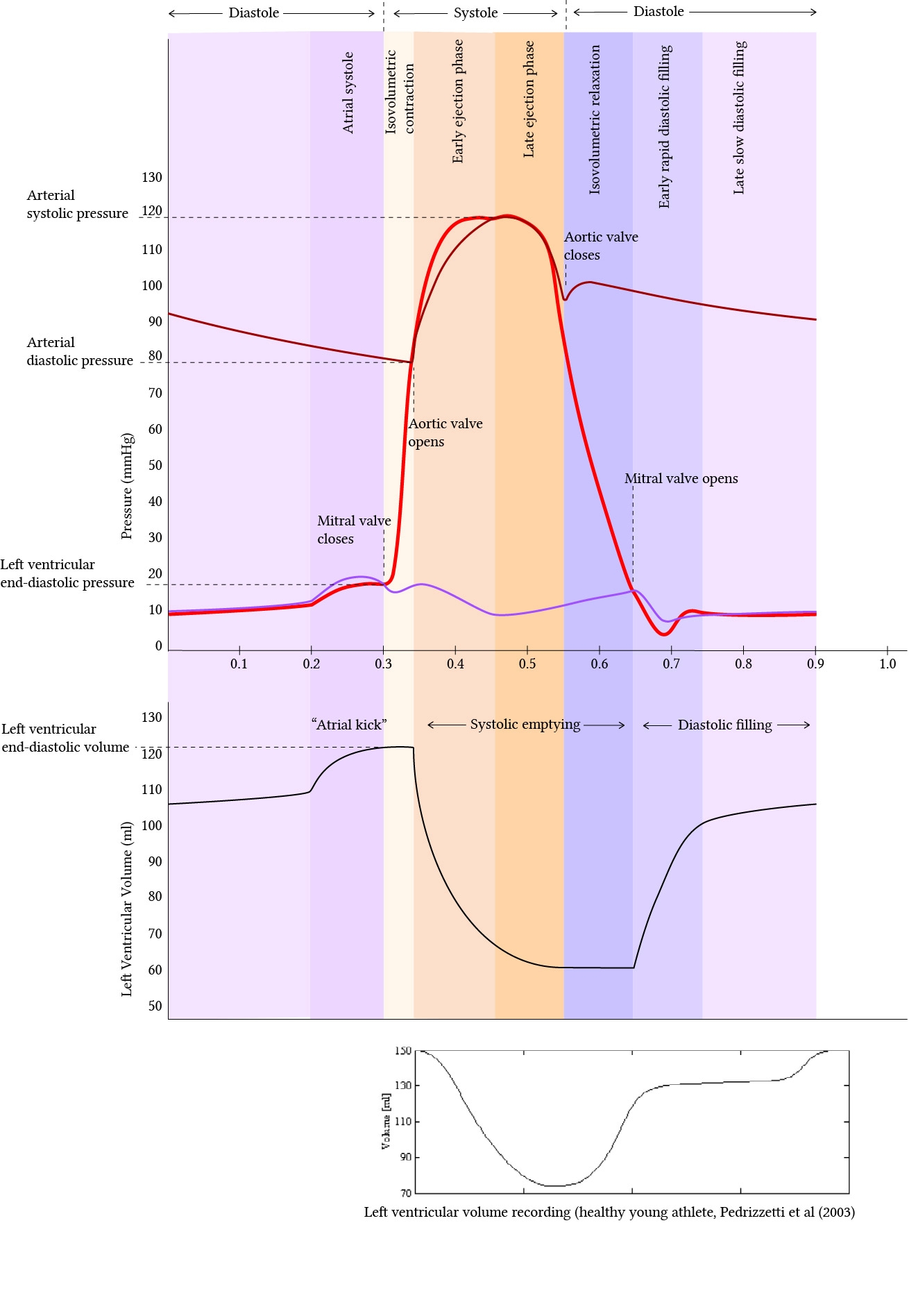 The Cardiac Cycle Deranged Physiology