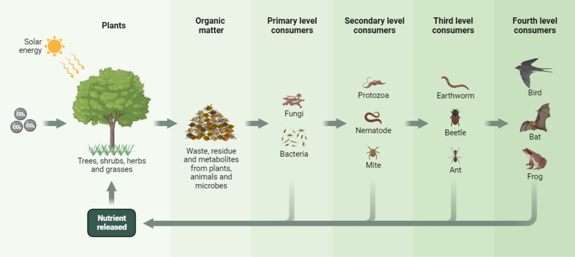 The Soil Food Web BioRender Science Templates