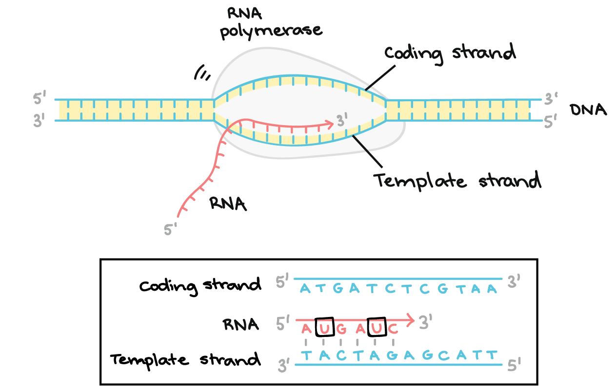 Transcription An Overview Of DNA Transcription article Khan Academy