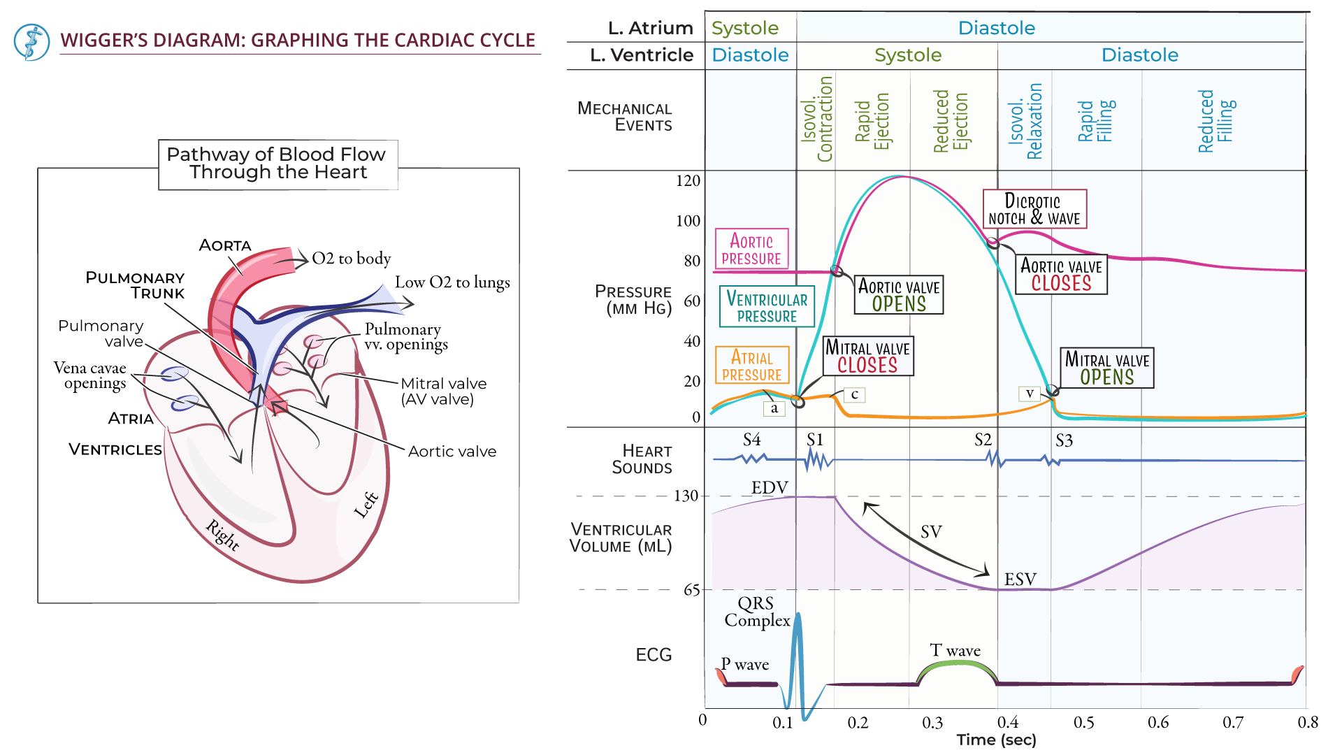 Wigger s Diagram Ditki Medical And Biological Sciences