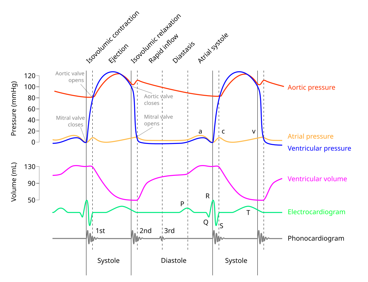 Wiggers Diagram Wikipedia